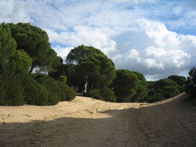 18 pinar de la algaida sanlucar wiki